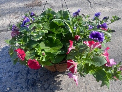 Flowering Hanging Basket Plant