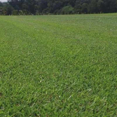 Zeon/Meyer/El Toro Zoysia &amp; Blue Grass Blends SOD Pallets
