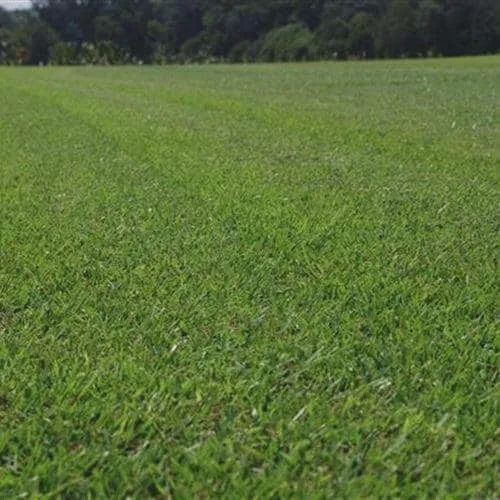 Zeon/Meyer/El Toro Zoysia &amp; Blue Grass Blends SOD Pallets