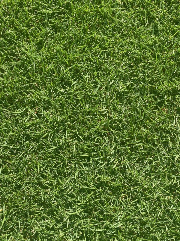 Stadium Zoysia SOD Pallets