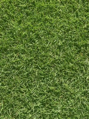 Stadium Zoysia SOD Pallets