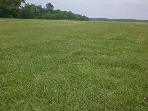 Tifway &amp; Tiftuf Bermuda SOD Pallets