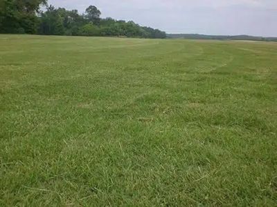Tifway &amp; Tiftuf Bermuda SOD Pallets