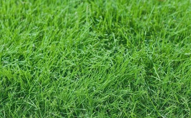 Rebel Supreme Fescue SOD Pallets