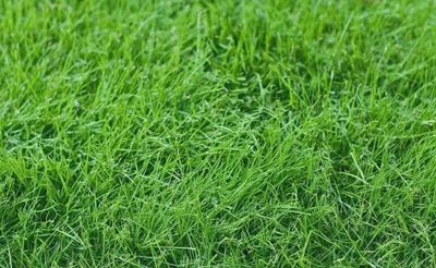 Rebel Supreme Fescue SOD Pallets