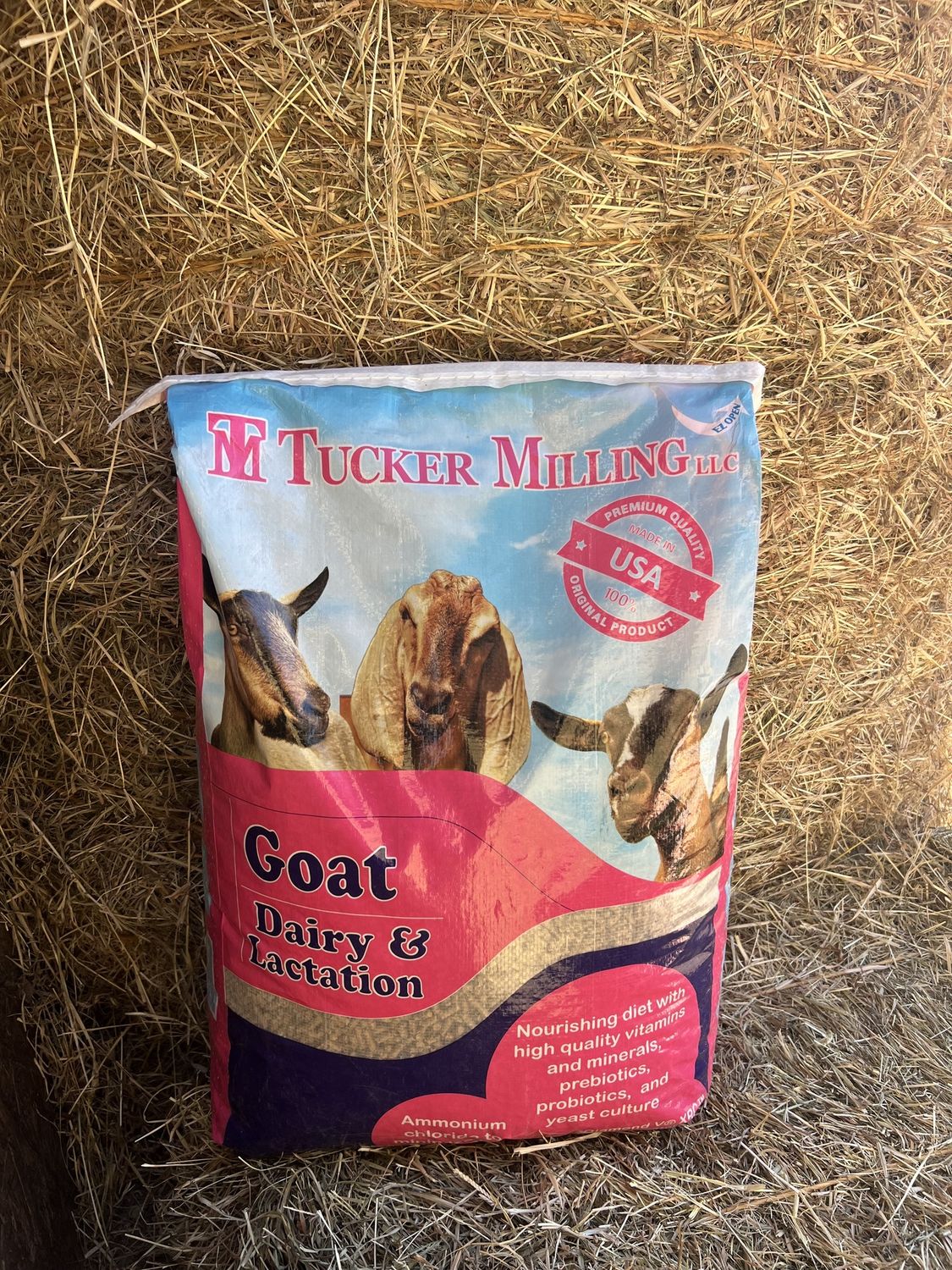 Dairy Goat