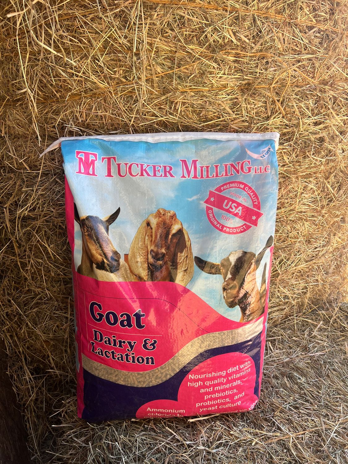 Dairy Goat