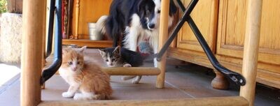 Duelo por un animal