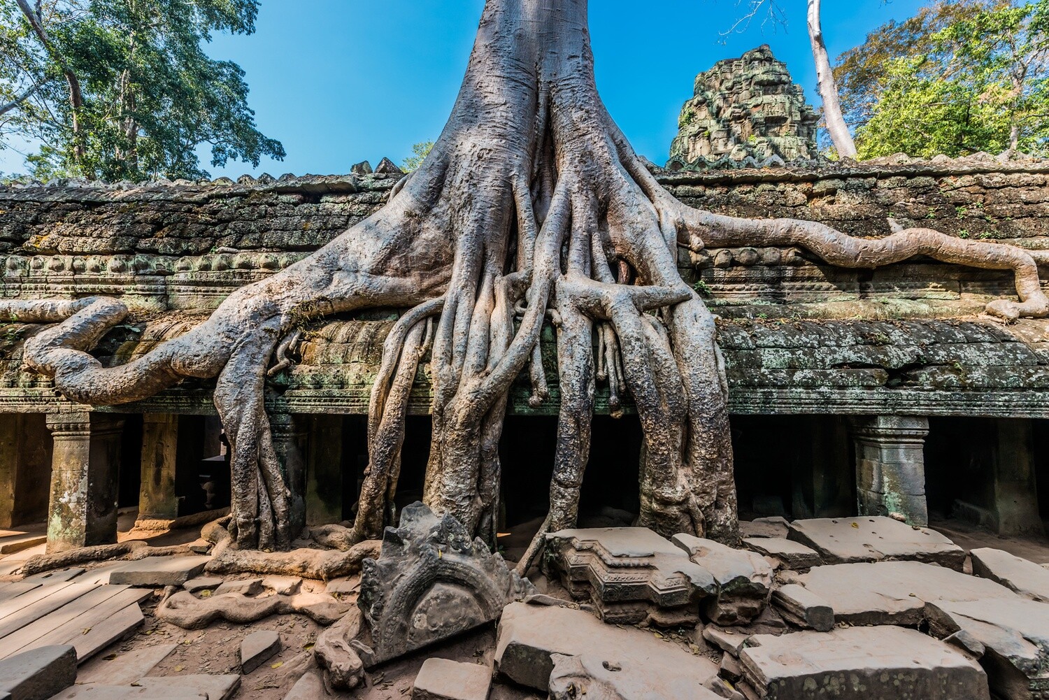 EL ÁRBOL TRANSGENERACIONAL