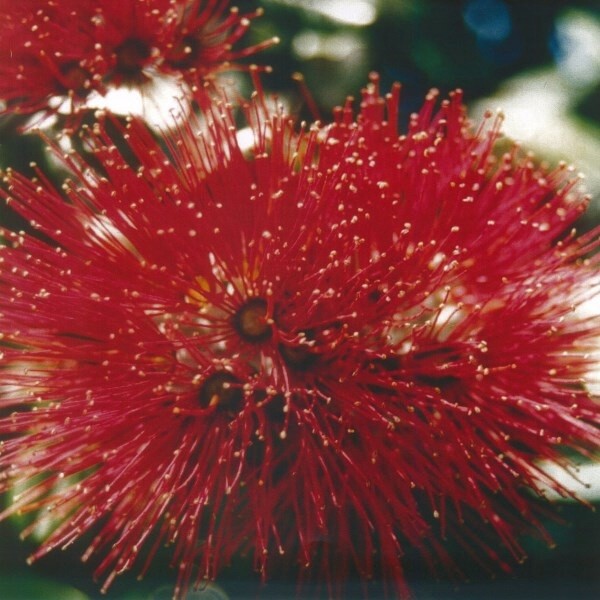 POHUTUKAWA XMAS NZ PAPER