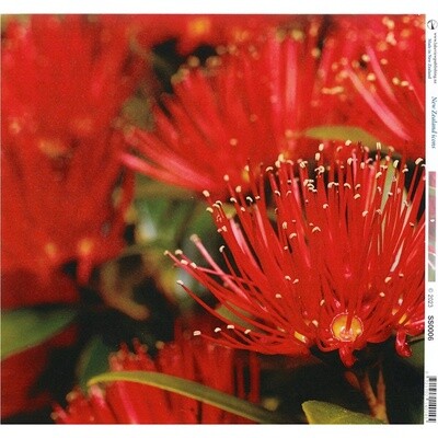 NEW ZEALAND POHUTUKAWA FLOWER