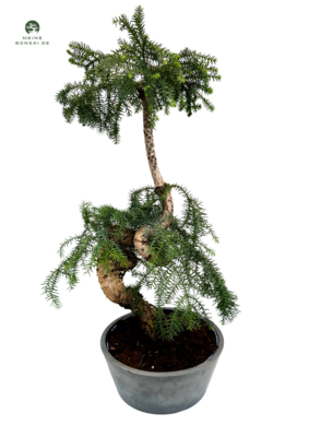 Araucaria Cunninghsmii P24.5