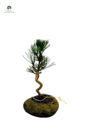 Japan Weißer Kiefer Bonsai Pinus P11