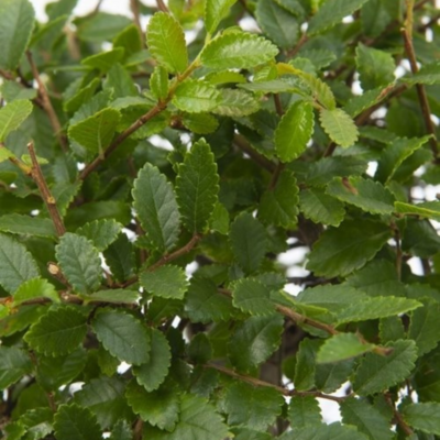 Ulmus parvifolia Bonsai baum P15 S