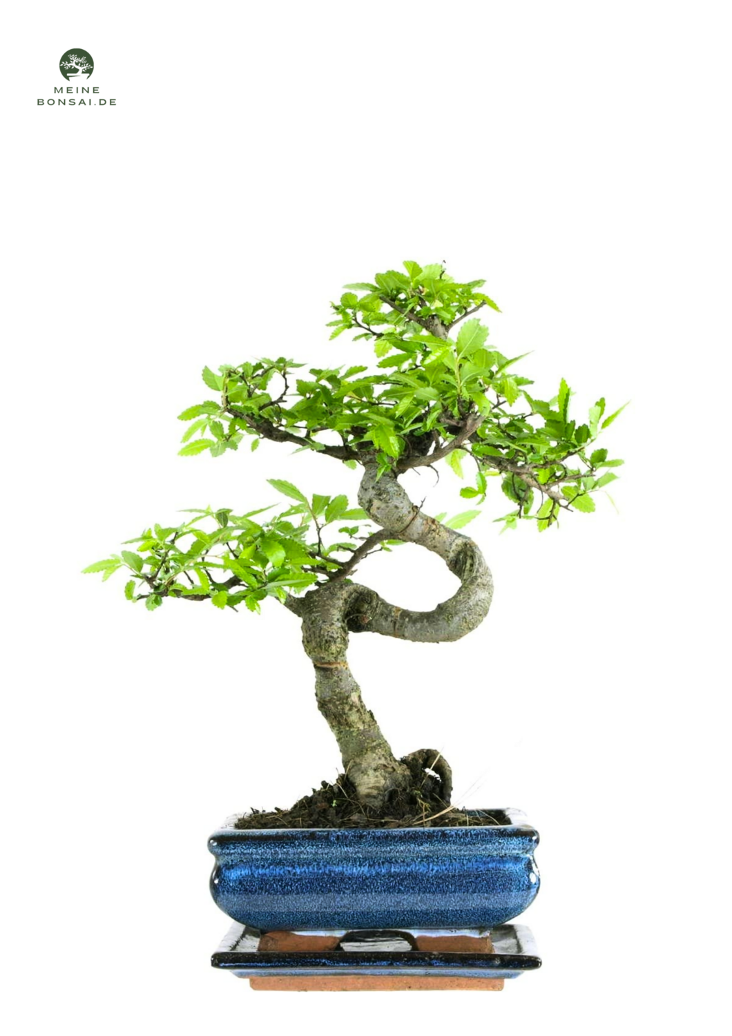 Ulmus parvifolia Bonsai baum P15 S
