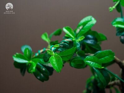 Fukien Teebaum Bonsai P15 S ( Carmona baum )