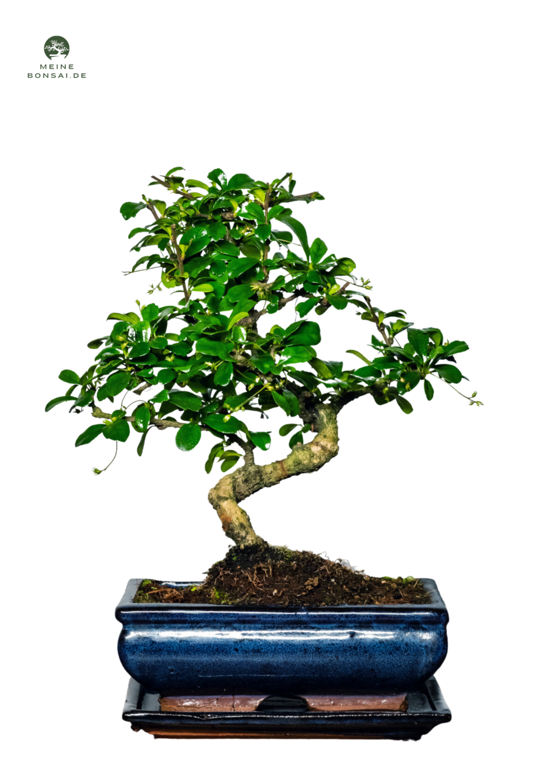 Fukien Teebaum Bonsai P20 S ( Carmona baum )