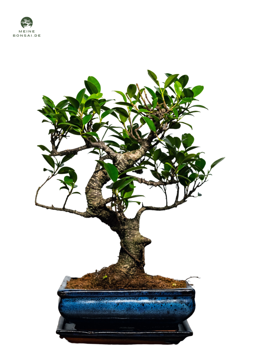 Ficus Bonsai P20 S
