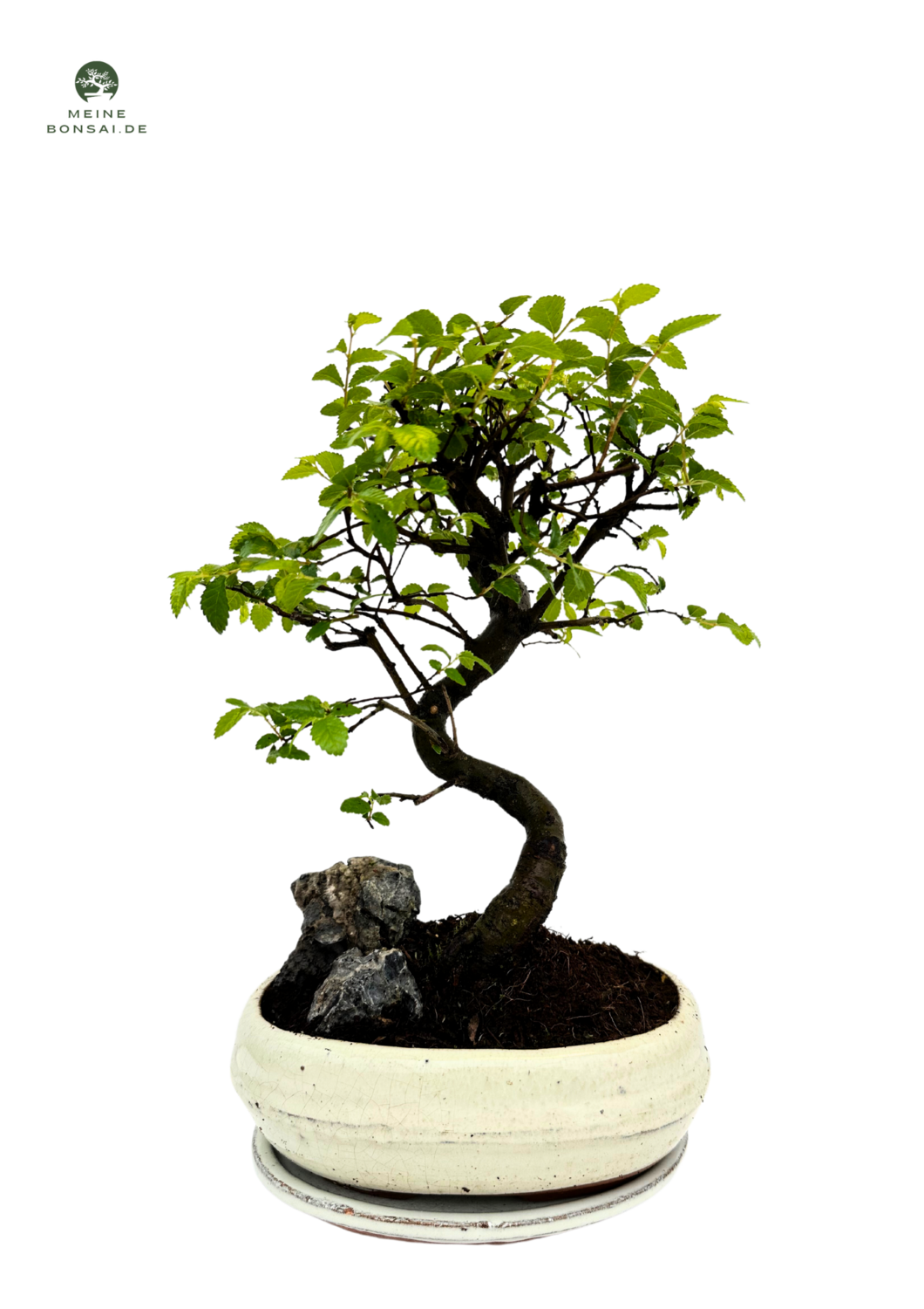 Chinesische Ulmus parvifolia Bonsai P20 S Rock