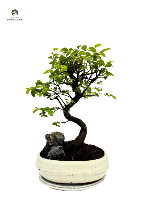 Chinesische Ulmus parvifolia Bonsai P20 S Rock