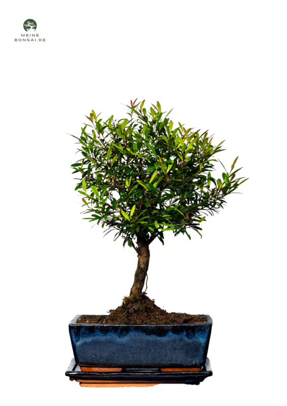 Syzygium Bonsai P20