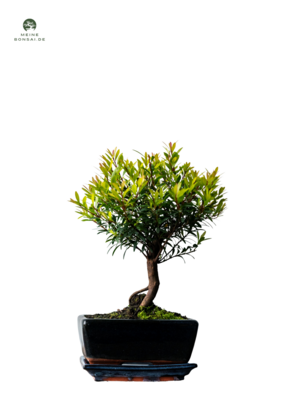 Syzygium Bonsai P15