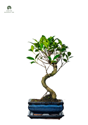 Ficus Bonsai P15 S