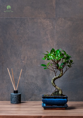 Ficus Bonsai P15 S