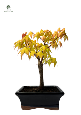 Ahorne Sango - Kaku Bonsai - Acer Bonsai Baum P15
