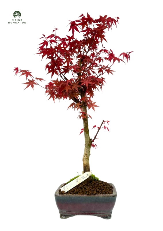 Japanese Acer Deshojo japanese-acer-deshojo