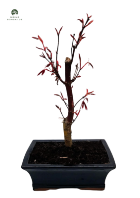 Ahorne Atropurpureum Bonsai - Acer Bonsai Baum P20