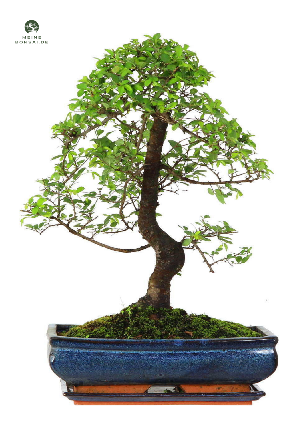 Chinesische Ulmus parvifolia Bonsai P30 S