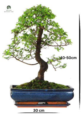 Chinesische Ulmus parvifolia Bonsai P30 S