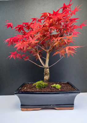 Acer (Ahorne) palmatum Deshojo Bonsai P24 - ca. 11-14 Jahre