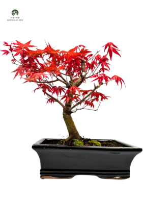 Acer (Ahorne) palmatum Deshojo Bonsai P24 - ca. 11-14 Jahre