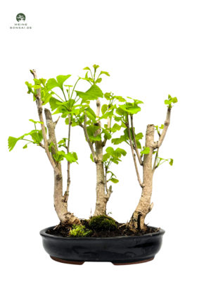 Ginkgo Biloba Bonsai Wald