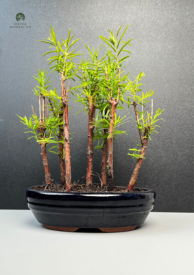 Metasequoia Bonsai Wald 18cm topf
