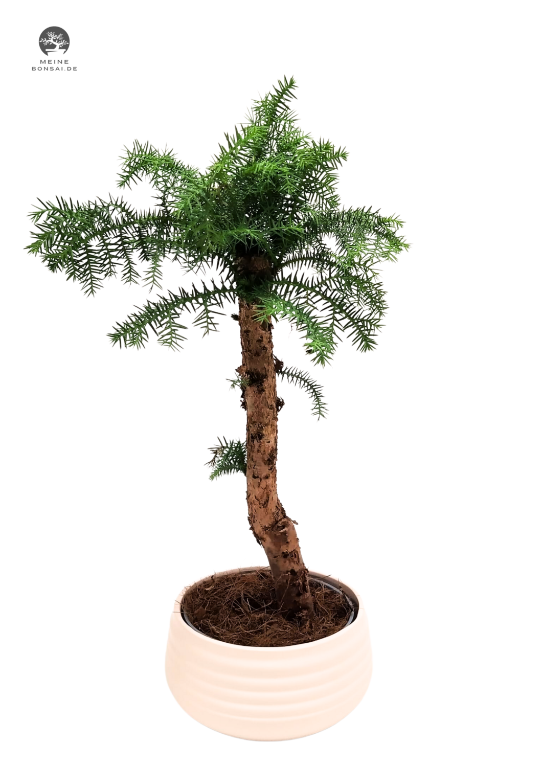 Araucaria Cunninghsmii P19 Zimmerpflanze mit weißem Topf