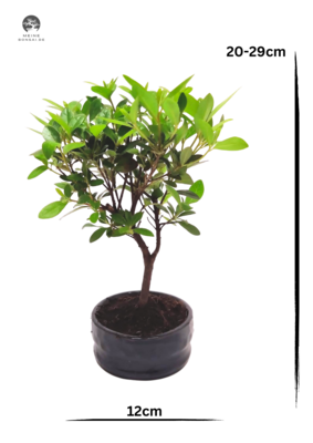 Rhododendron bonsai Azalee - Rhododendron indicum P12
