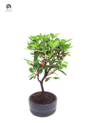 Rhododendron bonsai Azalee - Rhododendron indicum P12