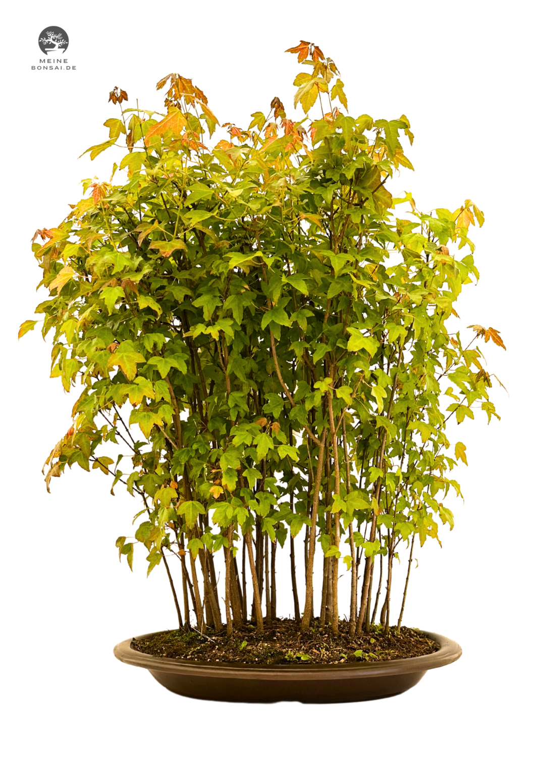 Dreispitzahorn Wald bonsai - Trident forest Maple - (Ahorne Buergerianum) Acer Wald