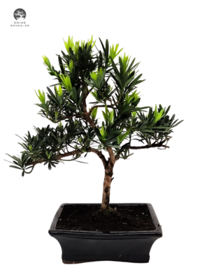 Podocarpus Bonsai Buddhistische Kiefer bonsai  P20 S