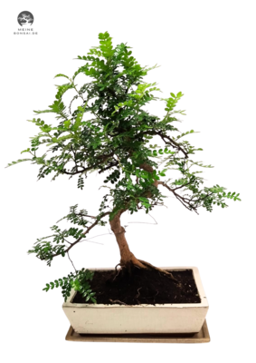 Chinesischer Pfeffer Bonsai  Xanthoxylum piperitum P25 S