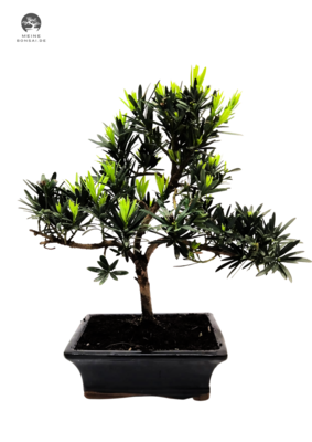 Podocarpus Bonsai Buddhistische Kiefer bonsai  P20 S