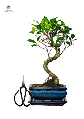 Ficus Bonsai P15 S + Schere