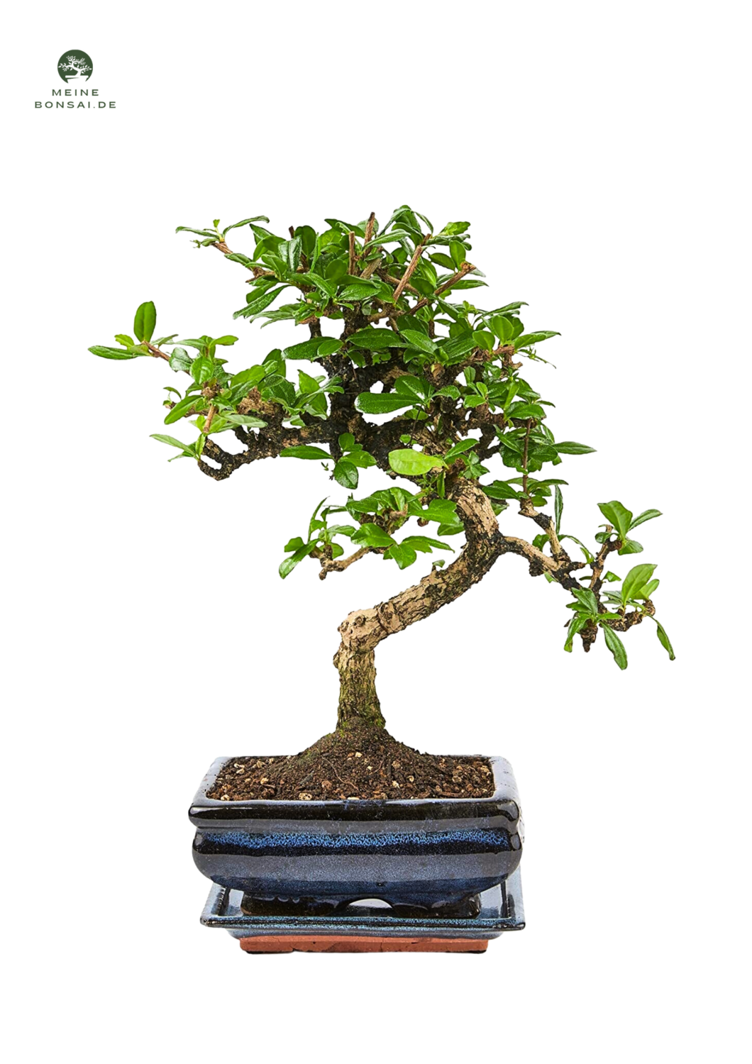 Fukien Teebaum Bonsai P15 S ( Carmona baum )