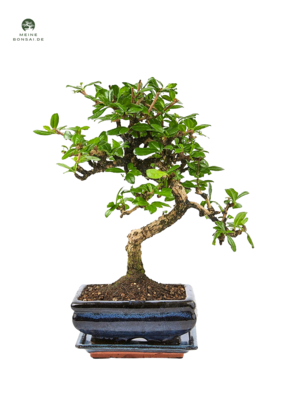 Fukien Teebaum Bonsai P15 S ( Carmona baum )