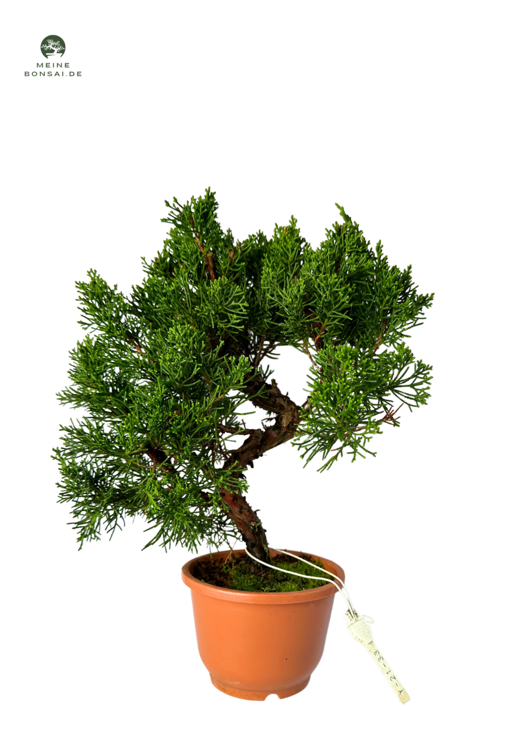 Wacholder bonsai - Juniper Chinesis Kishu aus Japan P12