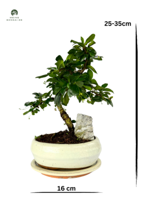 Fukien Teebaum Bonsai mit Felsen P16 S ( Carmona baum )