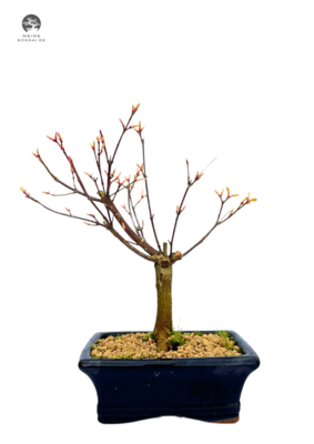 Ahorne Sango - Kaku Bonsai - Acer Bonsai Baum P15